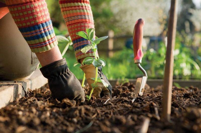 <br />
Посадка овощей в августе: какие культуры можно сеять в огороде                