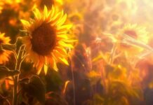 Приметы и поверья на Ермолаев день: что нельзя делать 8 августа 2022 года