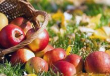 Секреты длительного хранения яблок в квартире и погребе: полезные советы опытных садоводов