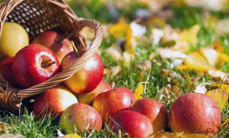 <br />
Секреты длительного хранения яблок в квартире и погребе: полезные советы опытных садоводов                