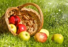 Священнослужители рассказали, почему нельзя есть яблоки до Яблочного Спаса по православию