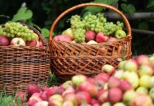 Традиции Яблочного Спаса 19 августа: что можно освящать в церкви, кроме яблок