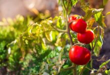 Уход за помидорами в августе: что нужно сделать, чтобы получить богатый урожай томатов