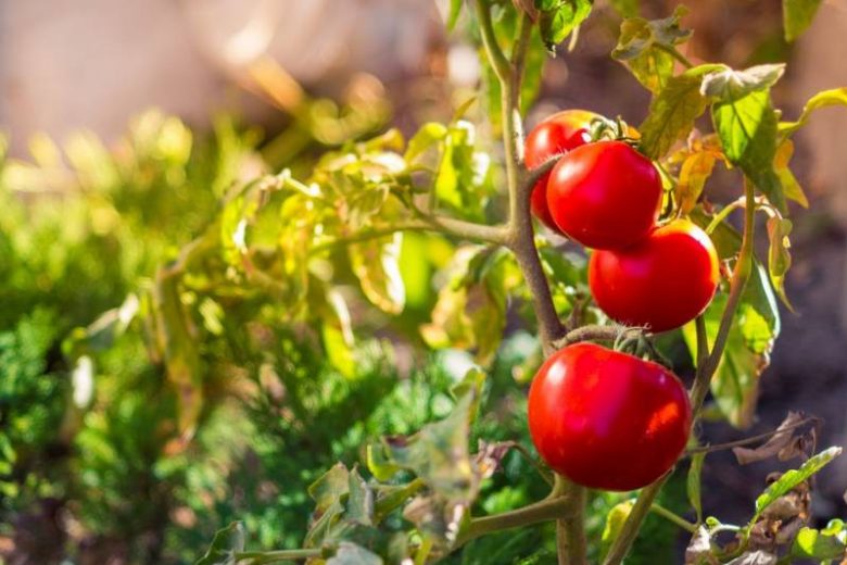 <br />
Уход за помидорами в августе: что нужно сделать, чтобы получить богатый урожай томатов                