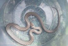 В Турции двухлетняя девочка загрызла полуметровую змею: подробности инцидента