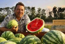 Выбираем сочный и вкусный арбуз в августе 2022 года: делаем это правильно