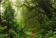 27 сентября 2022 года — один из двух дней в году, когда запрещалось ходить в лес, где разгуливала нечисть