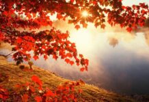 Агафон Огуменник 4 сентября 2022 года: приметы, поверья и запреты дня