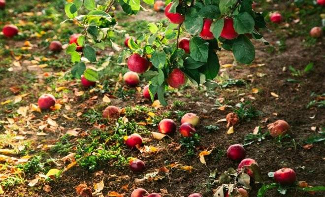 <br />
Что делать с опавшими яблоками и надо ли их собирать                