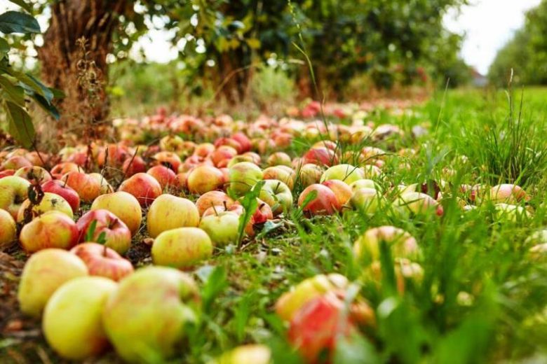 <br />
Что делать с опавшими яблоками и надо ли их собирать                