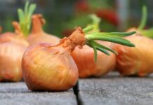 Где и как хранить лук в городской квартире, чтобы он не испортился
