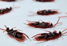 Как легко и эффективно избавиться от тараканов?