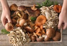 Какие грибы совершенно не подходят для маринования, а какие будут идеальной закуской