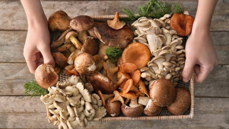 <br />
Какие грибы совершенно не подходят для маринования, а какие будут идеальной закуской                