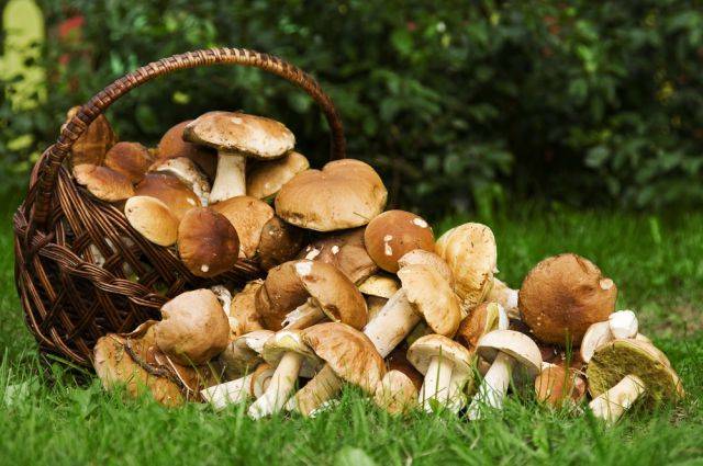 <br />
Какие грибы совершенно не подходят для маринования, а какие будут идеальной закуской                