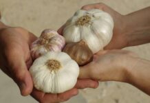 Когда сажать озимый чеснок в 2022 году, чтобы собрать богатый урожай