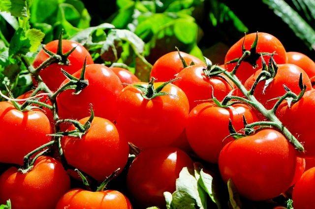 <br />
Простые способы сохранить урожай помидоров до Нового года без консервации                