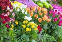 Важные моменты при посадке роз осенью: когда и как их лучше всего высаживать