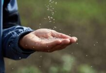 Агрокалькулятор «Акрон» формирует актуальный просчет практически для любой культуры