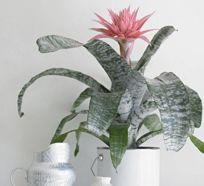 <br />
«Антиденежные растения»: какие комнатные цветы мешают вашему богатству                