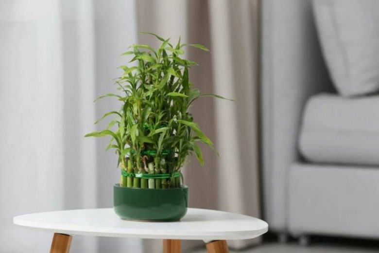 <br />
«Антиденежные растения»: какие комнатные цветы мешают вашему богатству                