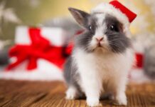 Чем удивит и порадует знаки зодиака 2023-й год, который пройдет под покровительством Кролика