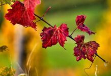 Гороскоп от Ирины Богдан на 17 октября 2022 года для всех знаков зодиака