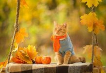 Гороскоп от Ирины Богдан на 22 октября 2022 года для всех знаков зодиака