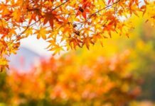 Гороскоп от Ирины Богдан на 31 октября 2022 года для всех знаков зодиака