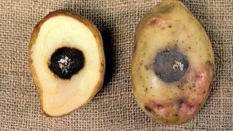 <br />
Из-за чего картофель гниет в погребе и как это предотвратить                
