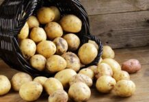 Из-за чего картофель гниет в погребе и как это предотвратить