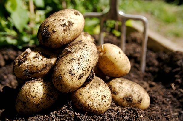 <br />
Из-за чего картофель гниет в погребе и как это предотвратить                