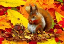 Как задобрить домашних сущностей в канун Дня Всех Святых 1 ноября