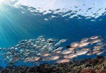 Мировой океан за 25 лет впитал энергию 3,6 миллиарда атомных бомб Хиросимы и рекордно нагрелся