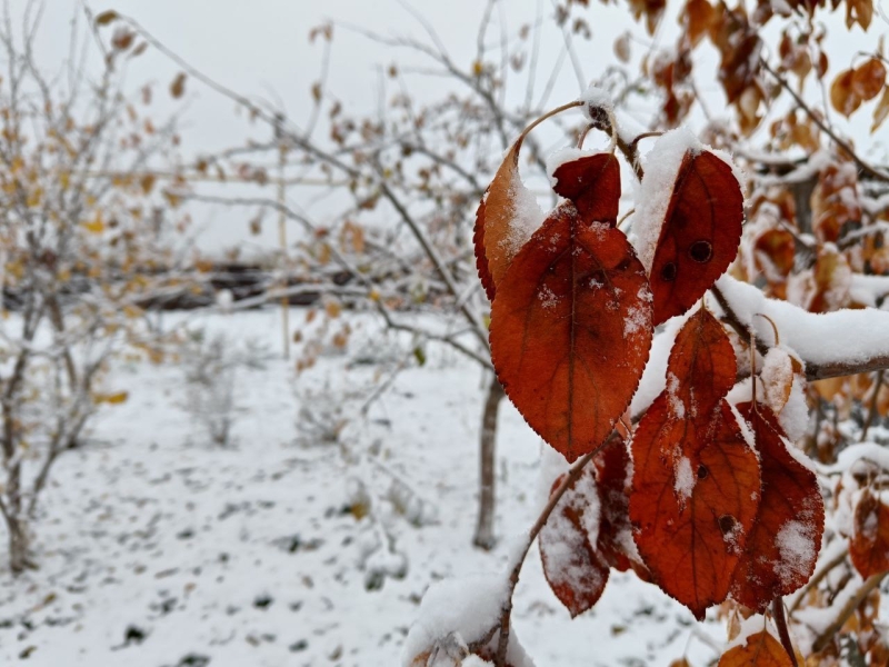 На юге Челябинской области выпал снег