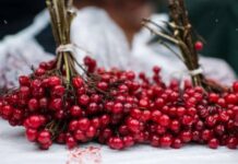 В чем польза ягод калины, как она поможет сохранить здоровье зимой