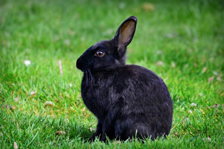 <br />
Астролог рассказала, как правильно просить Черного Водяного кролика об исполнении желаний в 2023 году                