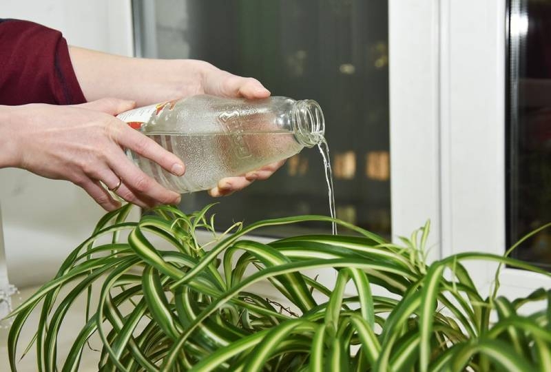 <br />
Какой водой лучше всего поливать домашние растения                