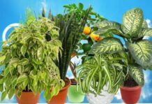 Какой водой лучше всего поливать домашние растения