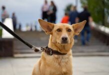 Накажут рублем: в России введут новые штрафы для владельцев собак