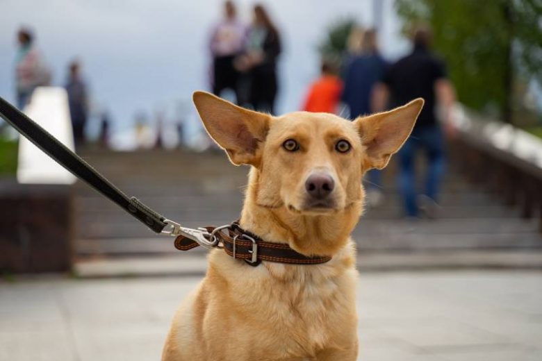 <br />
Накажут рублем: в России введут новые штрафы для владельцев собак                