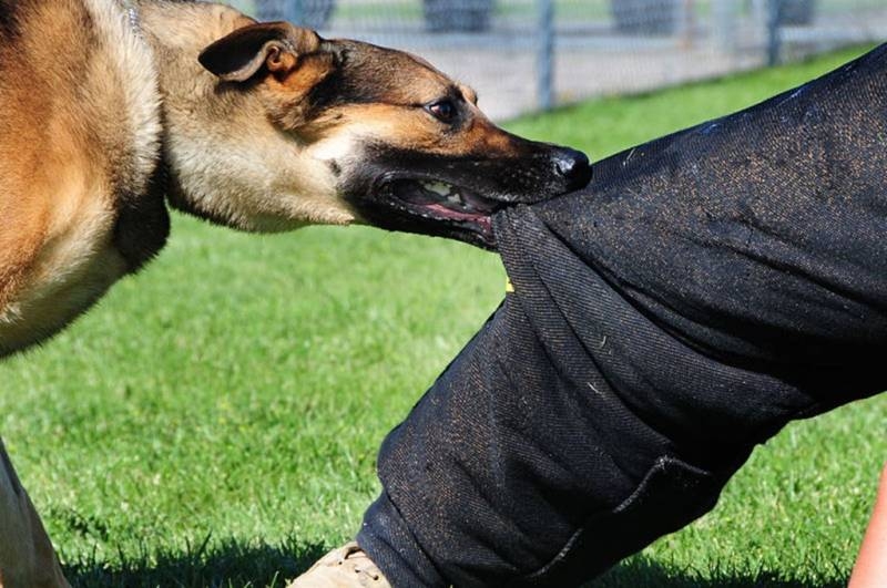 <br />
Накажут рублем: в России введут новые штрафы для владельцев собак                