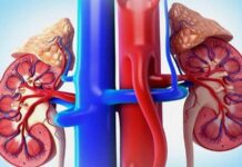 Профилактика и лечение почечных заболеваний