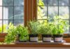 Свежий урожай к новогоднему столу: что можно посадить на подоконнике в ноябре 2022 года