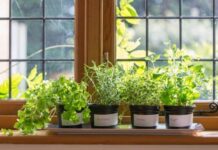 Свежий урожай к новогоднему столу: что можно посадить на подоконнике в ноябре 2022 года