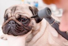 У каких пород собак чаще встречаются болезни глаз