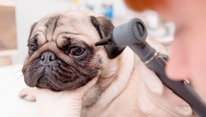 <br />
У каких пород собак чаще встречаются болезни глаз                