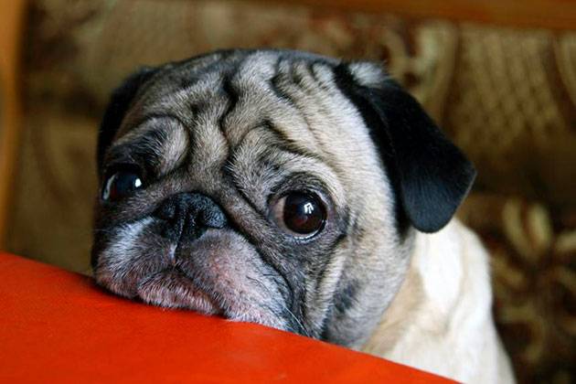 <br />
У каких пород собак чаще встречаются болезни глаз                