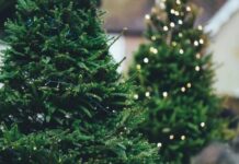 Что нужно делать, чтобы новогодняя елка простояла как можно дольше