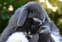 Что означает символ 2023 года Черный Водяной Кролик